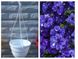 Підвісні горщики для квітів білі 3,7л 160001 фото 2